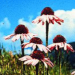 Echinacea