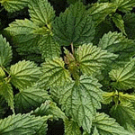 Urtica